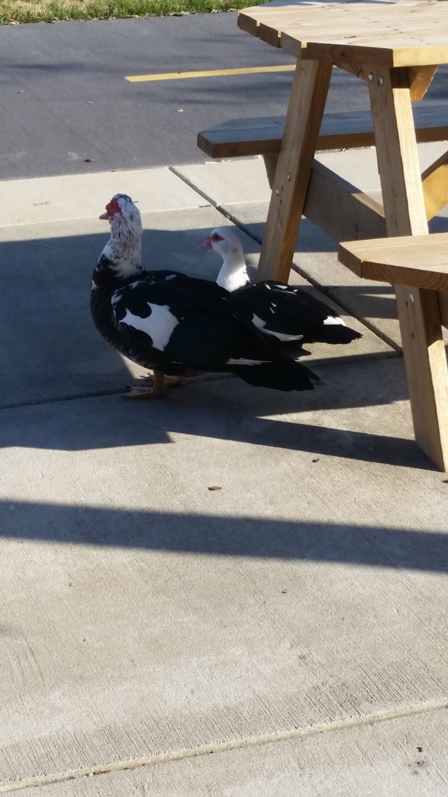 Hoos Q | restaurant | 101 15th St E, Tuscaloosa, AL 35401, USA | 2053456400 OR +1 205-345-6400