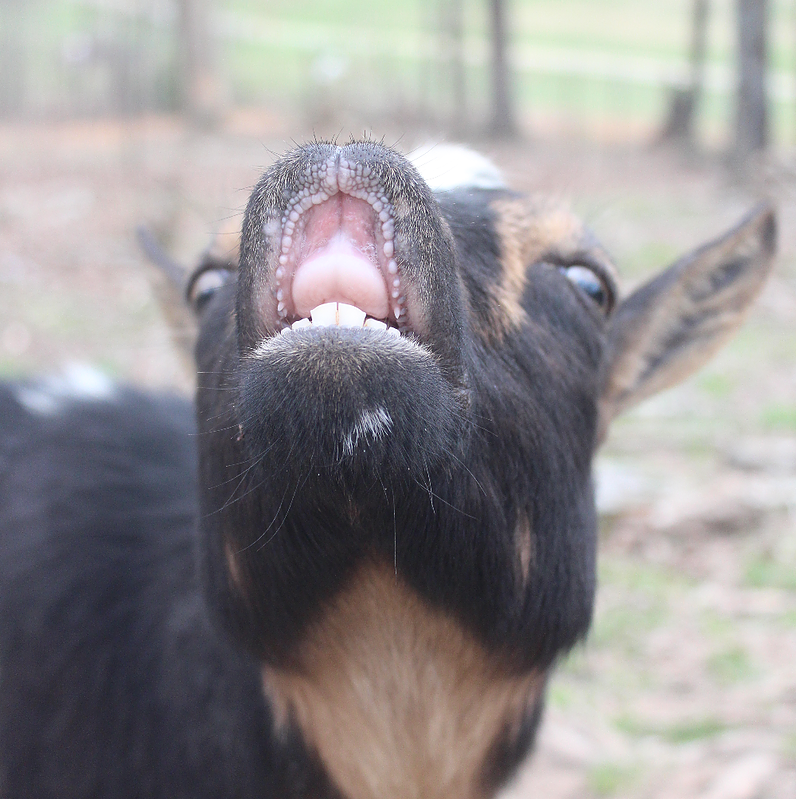 Murphy Hollow Farms | restaurant | 2661 Maysville Rd, Dickson, TN 37055, USA | 6156302918 OR +1 615-630-2918