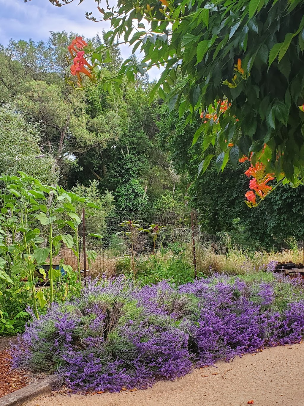 The Restaurant at the Boonville Hotel | restaurant | 14050 CA-128, Boonville, CA 95415, USA | 7078952210 OR +1 707-895-2210