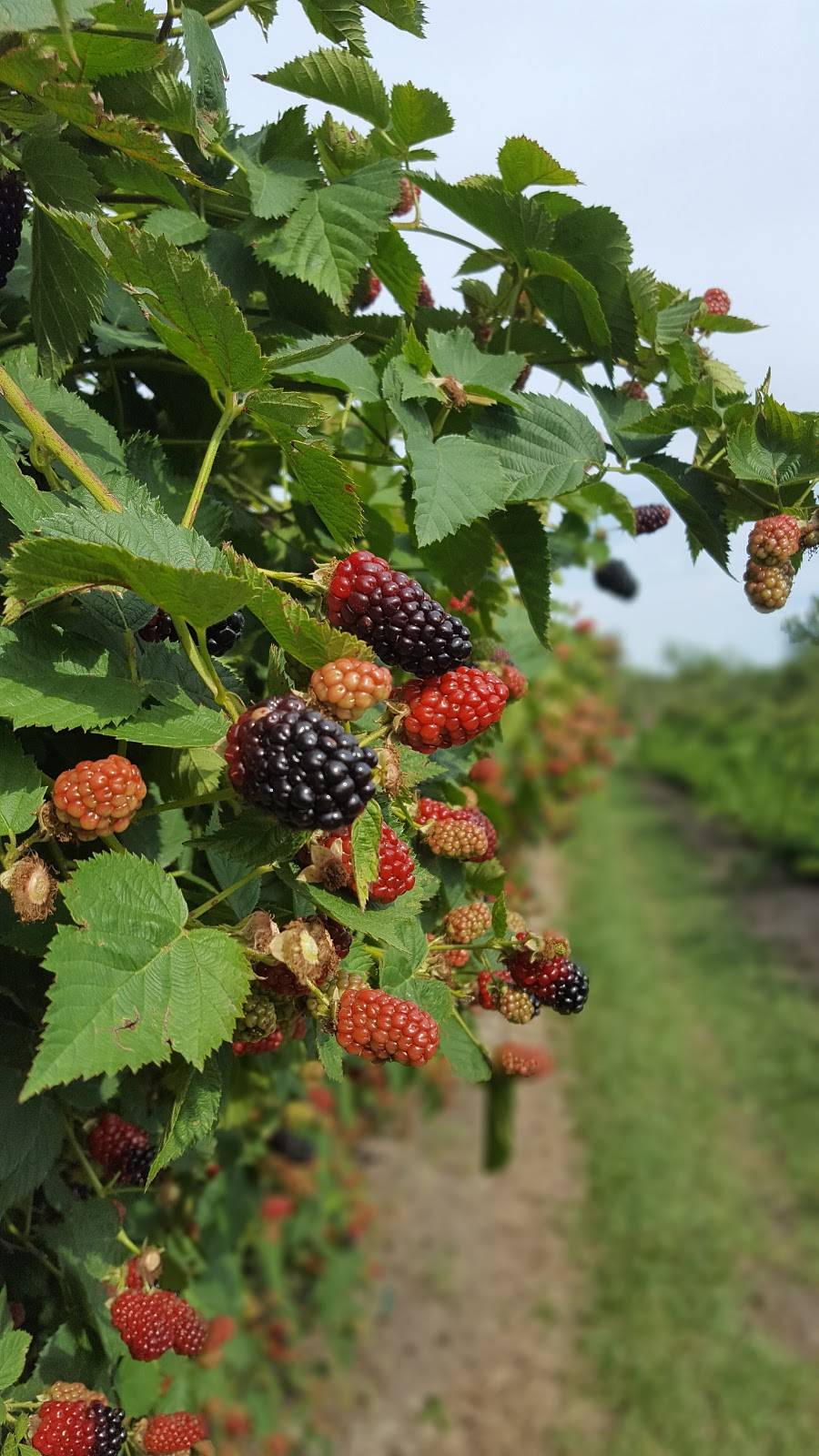 Elderslie Farm | restaurant | 3501 E 101st St N, Park City, KS 67147, USA | 3162268862 OR +1 316-226-8862