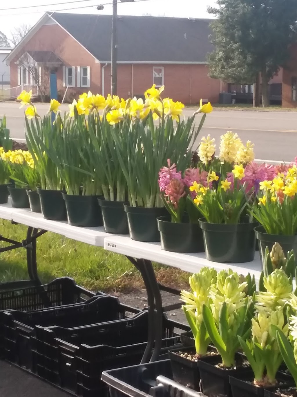 Dillwyn Dairy Freez | restaurant | 16651 Oak St, Dillwyn, VA 23936, USA | 4349832071 OR +1 434-983-2071