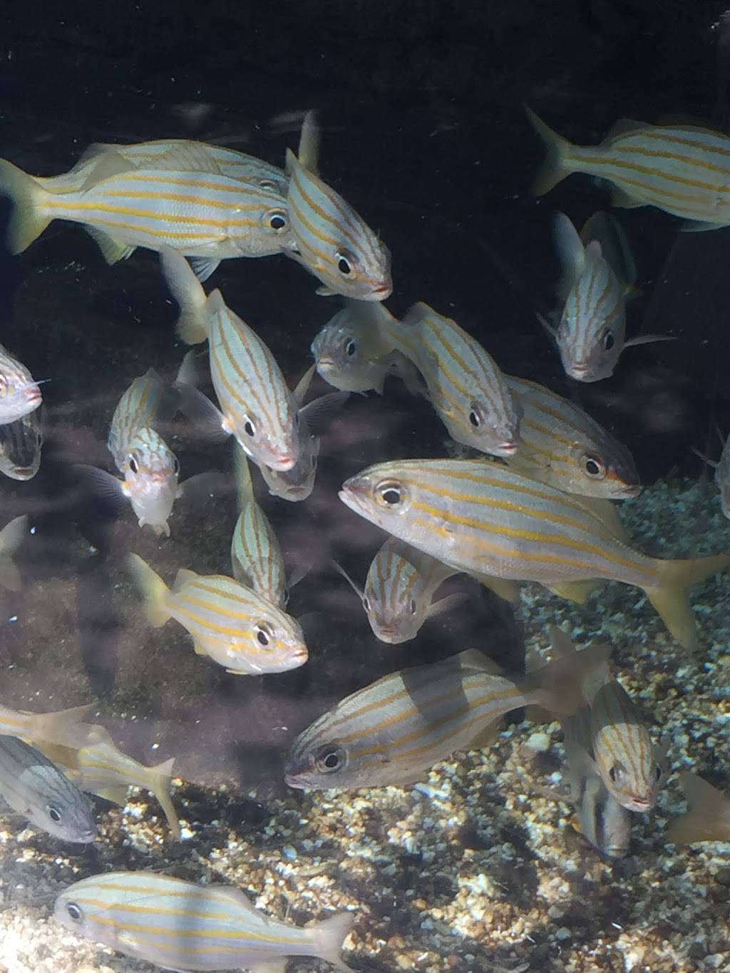 Hot Wok | meal takeaway | 1240 Kingsway Rd, Brandon, FL 33510, USA | 8136549333 OR +1 813-654-9333