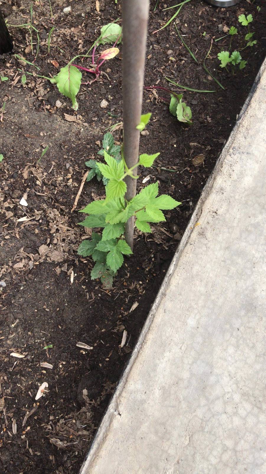 Casa Vargas | restaurant | Eucalipto 48, Zona Centro, 22710 Rosarito, B.C., Mexico | 016611071602 OR +52 661 107 1602