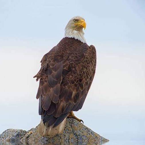 Sonic Drive-In | restaurant | 1062 W Henri De Tonti Blvd, Tontitown, AR 72762, USA | 4793615755 OR +1 479-361-5755