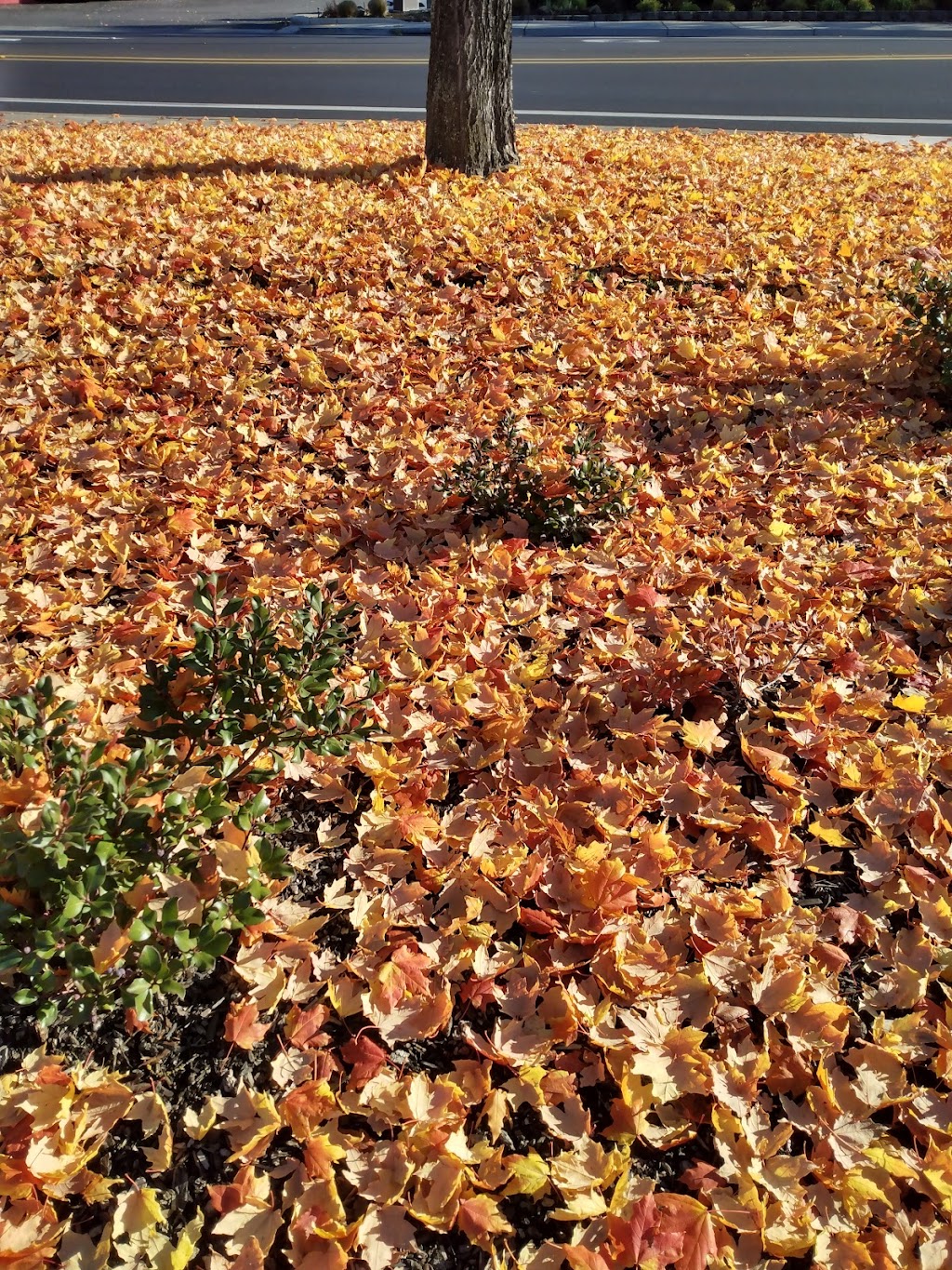 Starbucks | cafe | 1741 E McAndrews Rd, Medford, OR 97504, USA | 4586586504 OR +1 458-658-6504