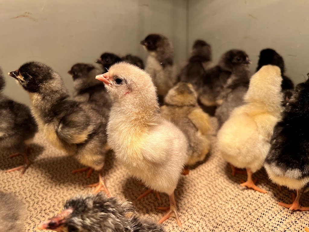 For His Glory Farm | restaurant | Lancewood Cir S, Port Orange, FL 32127, USA | 3863104047 OR +1 386-310-4047