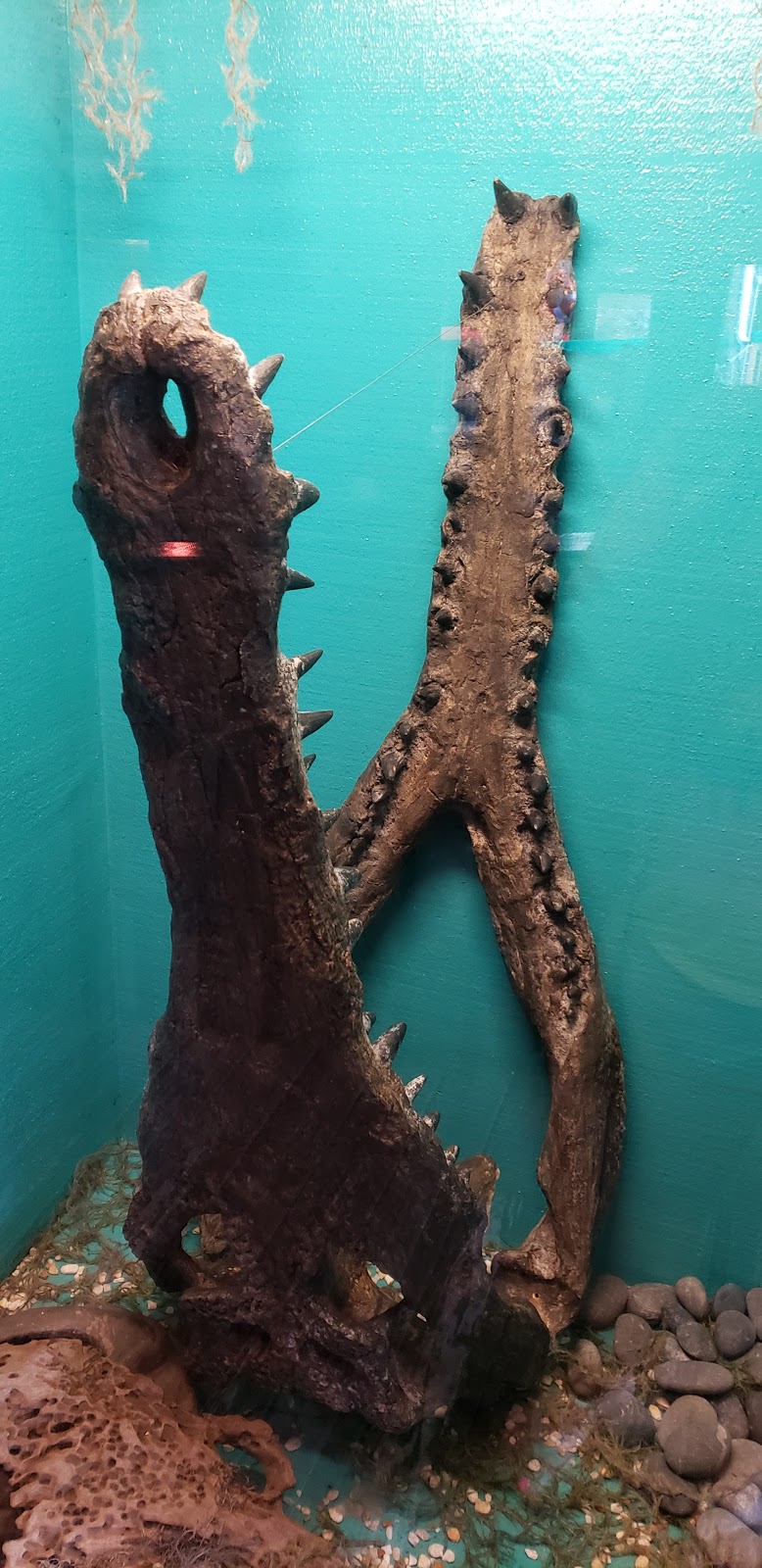 Fudpuckers | restaurant | 20001 Emerald Coast Pkwy, Destin, FL 32541, USA | 2816526123 OR +1 281-652-6123