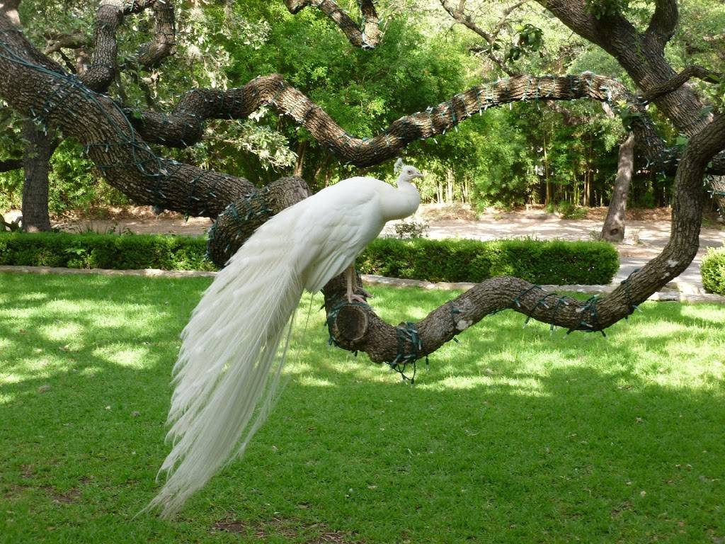 Green Pastures Events | restaurant | 811 W Live Oak St, Austin, TX 78704, USA | 5124441888 OR +1 512-444-1888