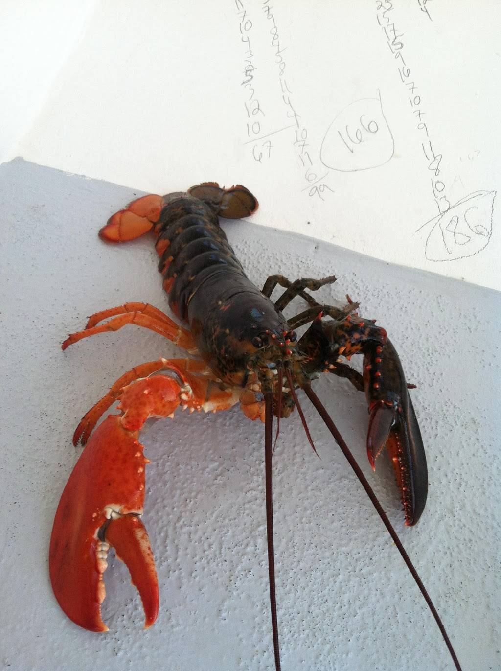 Plymouth Bay Lobster Co., LLC | restaurant | 62R Hedge Rd, Plymouth, MA 02360, USA | 5087463328 OR +1 508-746-3328