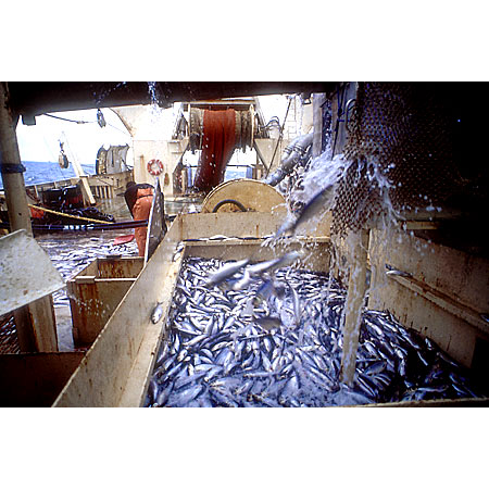 New England Fish Company | restaurant | 446 Commercial St, Portland, ME 04101, USA | 2072535626 OR +1 207-253-5626