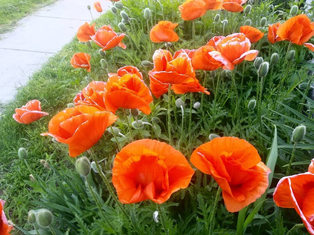 Jimmy The Greek | restaurant | 221 Glendale Ave, St. Catharines, ON L2T 2K9, Canada | 9057041092 OR +1 905-704-1092