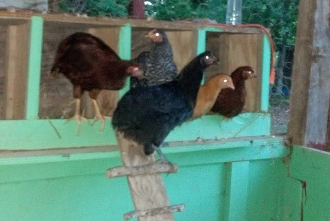 Pittsboro Feed | restaurant | 1103 East St, Pittsboro, NC 27312, USA | 9195422454 OR +1 919-542-2454