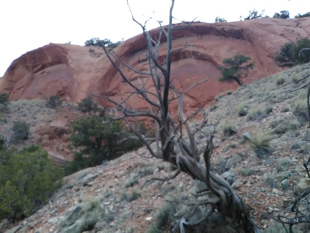 KFC | restaurant | 1800 W Santa Fe Ave, Grants, NM 87020, USA | 5052878223 OR +1 505-287-8223