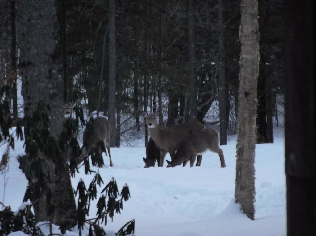 Lumberjack Lodges & Backwoods Grill Restaurant | restaurant | 102 Chadbourne Rd, Harmony, ME 04942, USA | 2076832000 OR +1 207-683-2000