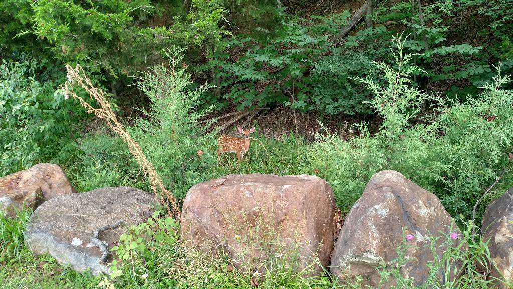 Packsaddle Ridge Golf Club | restaurant | 3067 Pack Saddle Trail, Keezletown, VA 22832, USA | 5402698188 OR +1 540-269-8188