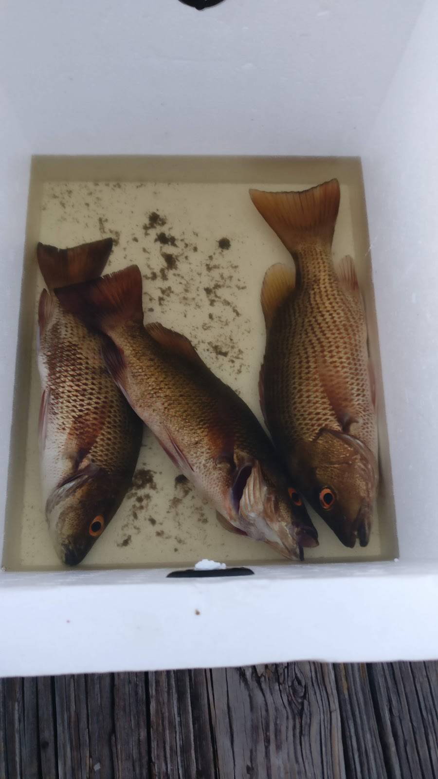 J & J Bait and Tackle Outfitters II | meal takeaway | 1234 Baillies Bluff Road, Holiday, FL 34691, USA | 7279407928 OR +1 727-940-7928