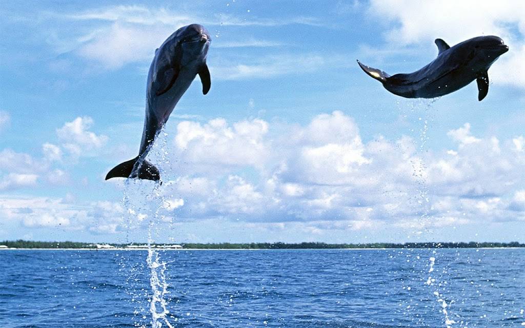 Subway Restaurants | restaurant | 8019 W Hillborough Ave, Commons Unit A, Tampa, FL 33615, USA | 8138887777 OR +1 813-888-7777