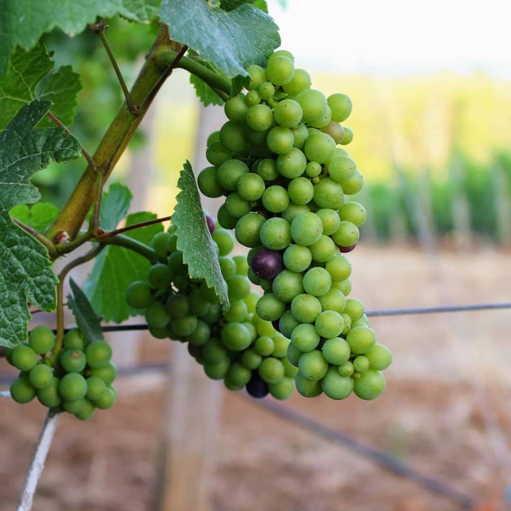 Chris James Cellars | Award winning wines | distinctive whites.  | meal takeaway | 12000 Old Wagon Rd, Carlton, OR 97111, USA | 5038521135 OR +1 503-852-1135