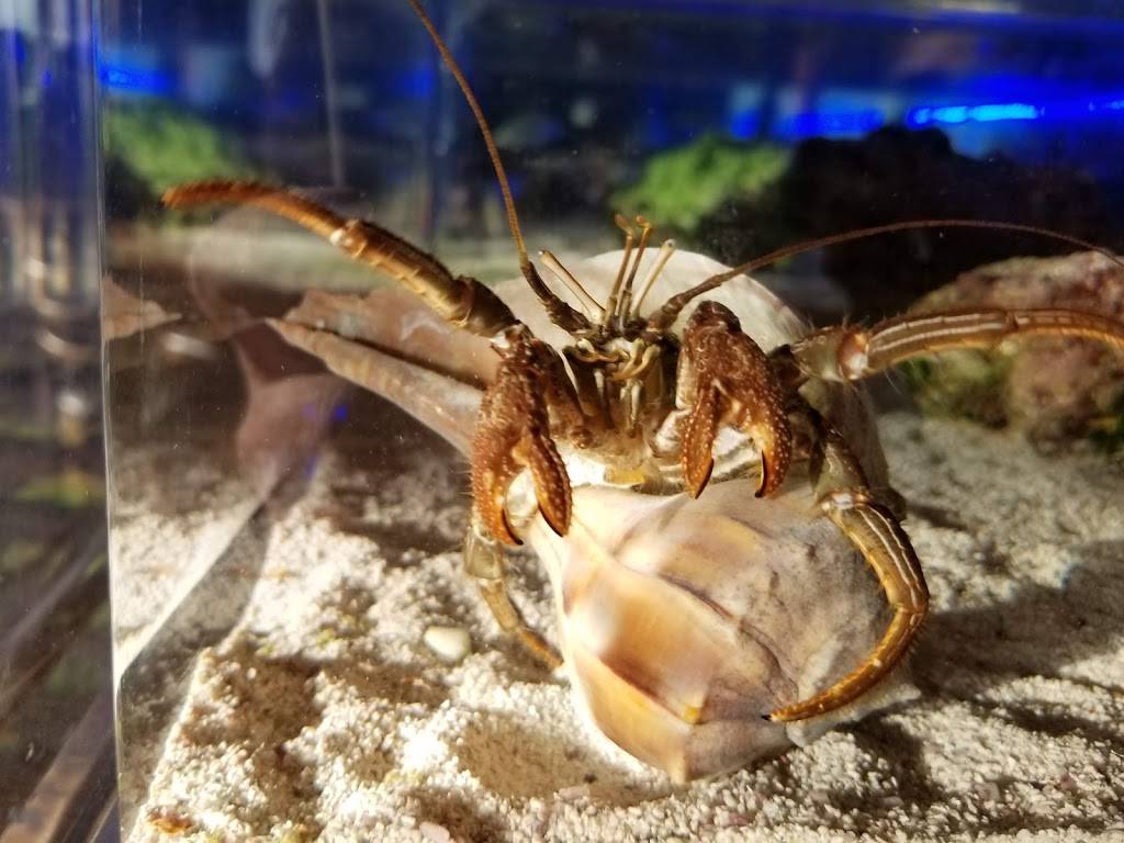 Bimini Bait Shack | restaurant | 17501 Harbour Pointe Dr, Fort Myers, FL 33908, USA | 2393602248 OR +1 239-360-2248