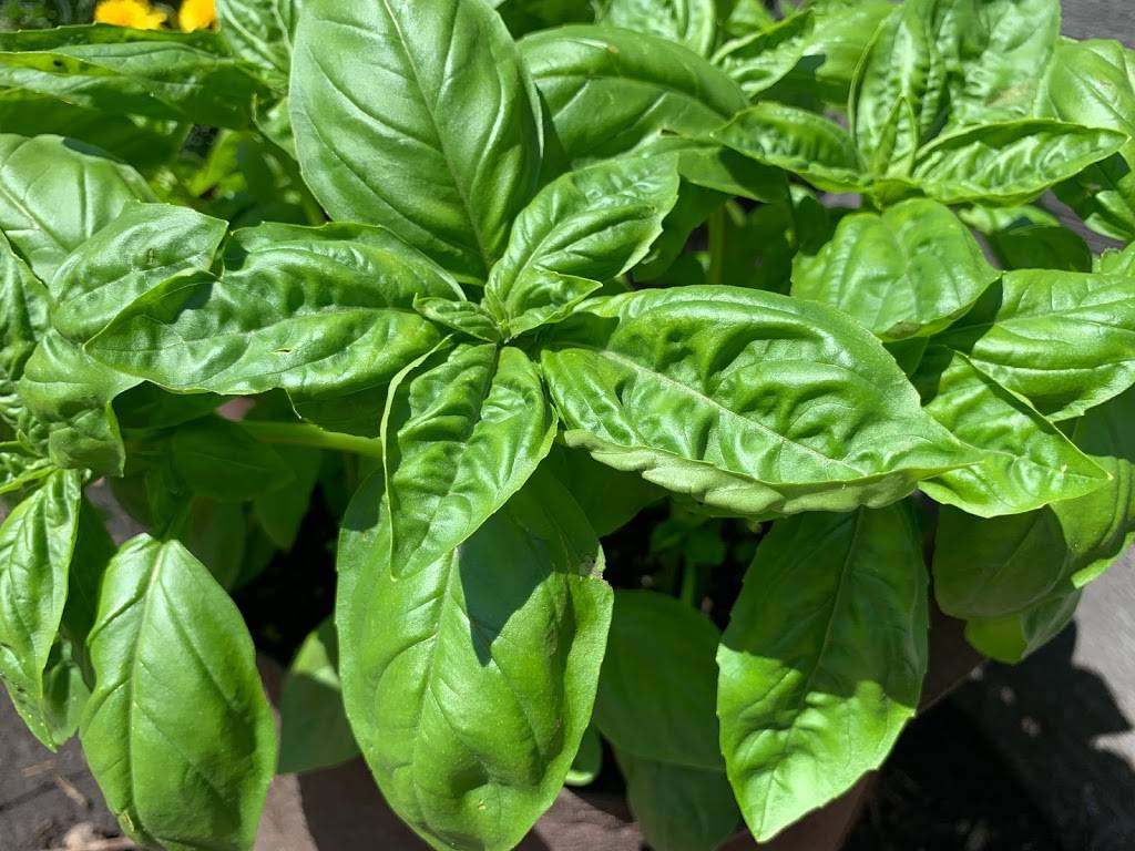 The Cardboard Box | restaurant | 6 Circuit Ave, Oak Bluffs, MA 02557, USA | 5083382621 OR +1 508-338-2621