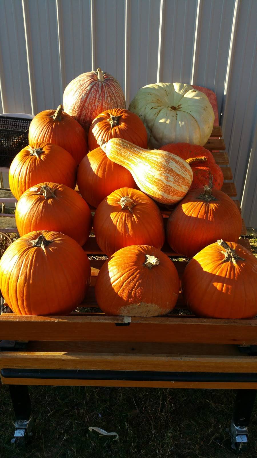 The Purple Hull | restaurant | 10298 Atomic Rd B, North Augusta, SC 29841, USA | 8034745970 OR +1 803-474-5970