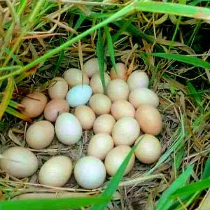 Wendys | restaurant | 581 Rogers St, Lowell, MA 01852, USA | 9784592994 OR +1 978-459-2994