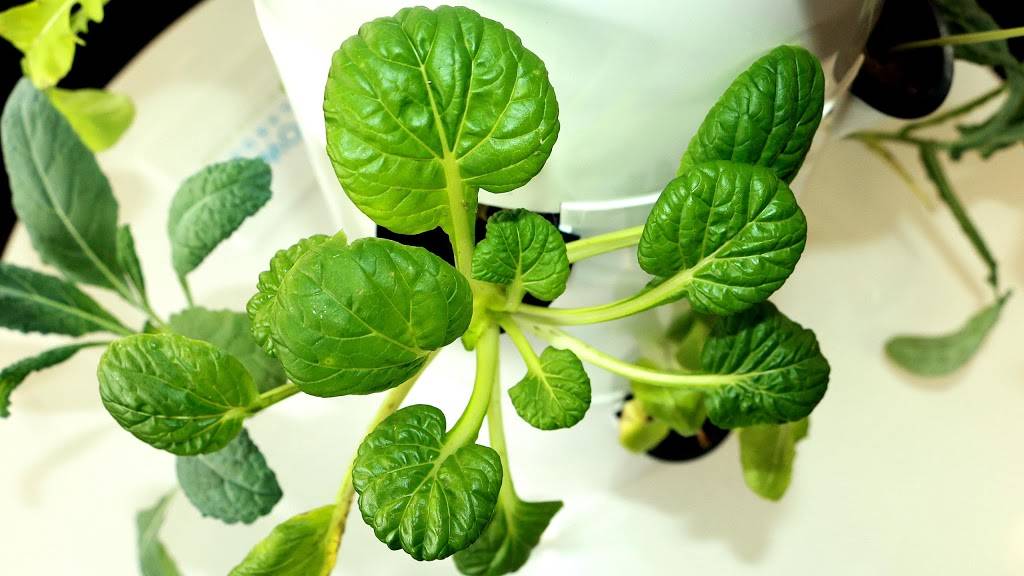 Living Vine Organic Cafe | cafe | Royal Palm Square, 1400 Colonial Blvd #59, Fort Myers, FL 33907, USA | 2399362510 OR +1 239-936-2510