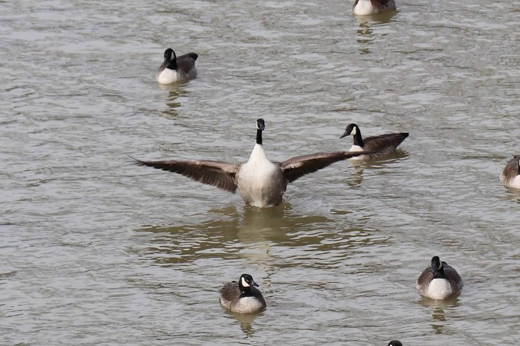 Buzzards Landing At HINCKLEY LAKE | restaurant | 44233 Township, Hinckley, OH 44233, USA | 3302782160 OR +1 330-278-2160