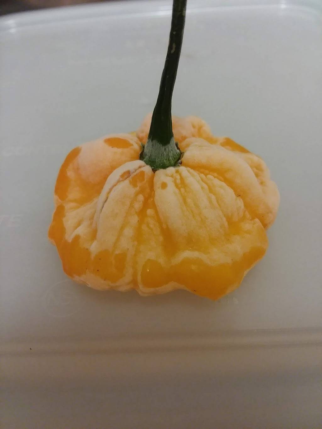 Chefs Fast Chicken & Steves Stoopid Subs, Gyros and Empanadas | restaurant | 904 Oak St, Melbourne Beach, FL 32951, USA | 3219518100 OR +1 321-951-8100