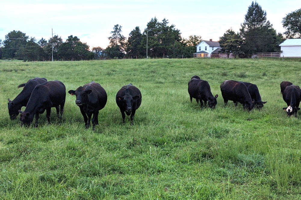 New London Farm & 460 Meats | restaurant | 2048 Bellevue Rd, Forest, VA 24551, USA | 4346104368 OR +1 434-610-4368