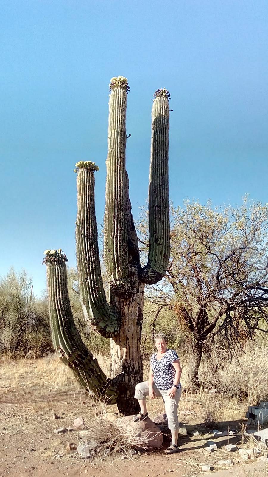 Subway Restaurants | restaurant | 3906 W New River Rd, New River, AZ 85087, USA | 6234657139 OR +1 623-465-7139