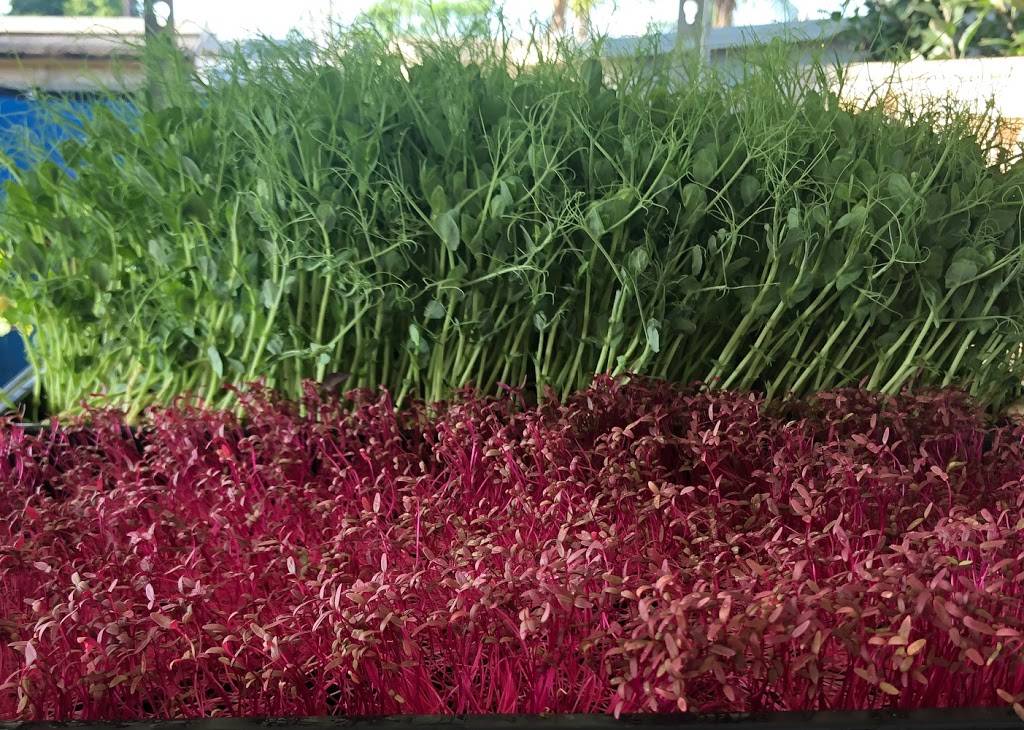 Microgreens R Us | restaurant | 4871 Conrad Ave, San Diego, CA 92117, USA | 8586100333 OR +1 858-610-0333