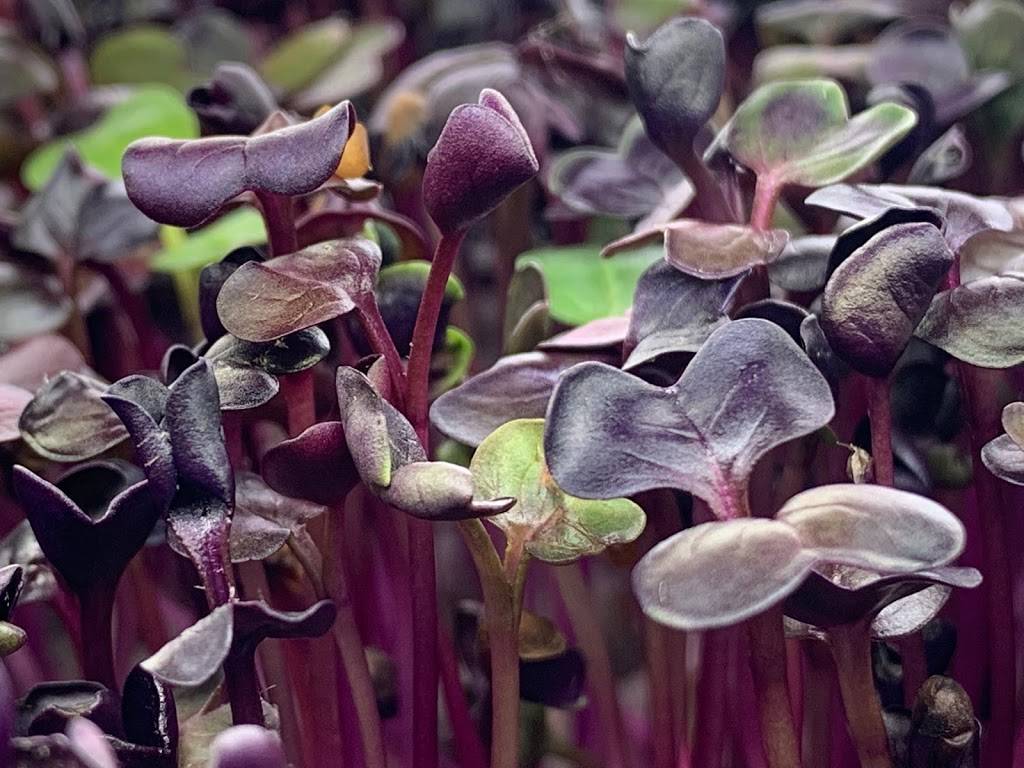Microgreens from THE BOX | restaurant | 302 SE 24th St Lot#6, Ruskin, FL 33570, USA | 8134165444 OR +1 813-416-5444