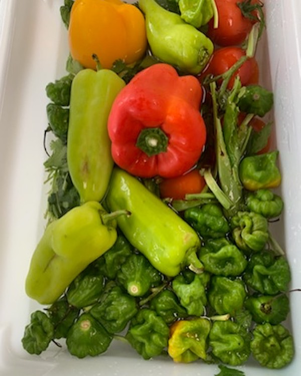 La Comida Cafe 863 | restaurant | 229 Dairy Rd, Auburndale, FL 33823, USA | 8636406322 OR +1 863-640-6322