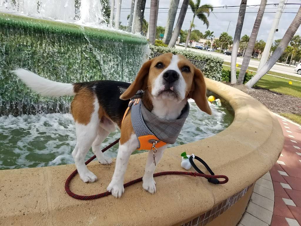 The Brass Tap | restaurant | 895 Wiggins Pass Rd, Naples, FL 34110, USA | 2396316397 OR +1 239-631-6397