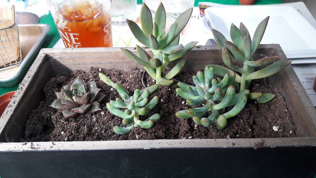 The Brass Tap | restaurant | 4505 Ashford Dunwoody Rd NE, Atlanta, GA 30346, USA | 7705570232 OR +1 770-557-0232