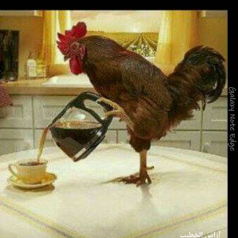 Laa mushkila restaurant | restaurant | 6258 N Clark St, Chicago, IL 60660, USA | 7737393300 OR +1 773-739-3300