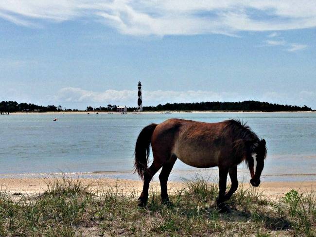 Hungry Town Tours | restaurant | 406 Live Oak St, Beaufort, NC 28516, USA | 2526481011 OR +1 252-648-1011