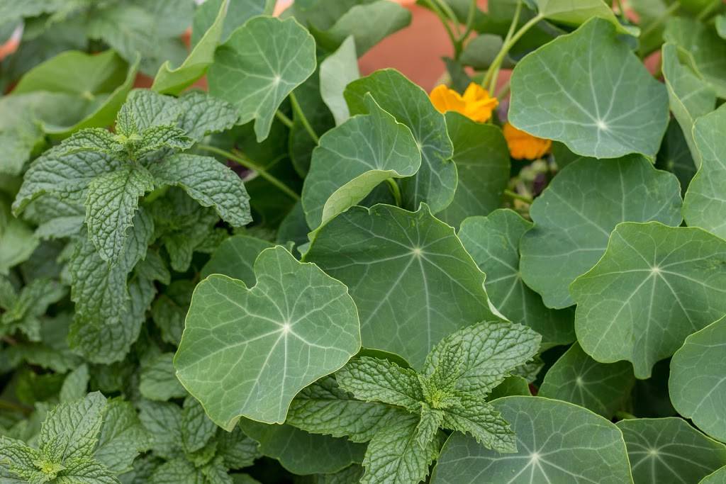 Linear Restaurant | restaurant | 1001 Monroe Ave NW, Grand Rapids, MI 49503, USA | 6162004343 OR +1 616-200-4343