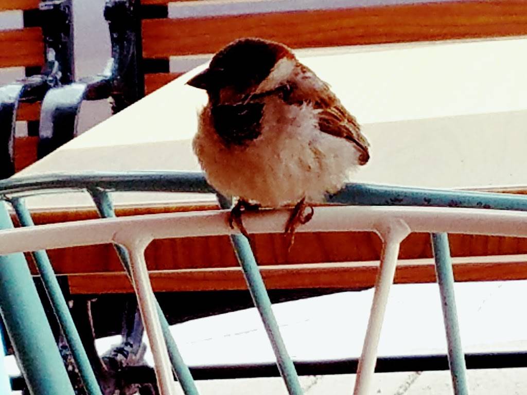 Aloha Salads | restaurant | 600 Kailua Rd #103, Kailua, HI 96734, USA | 8082622016 OR +1 808-262-2016