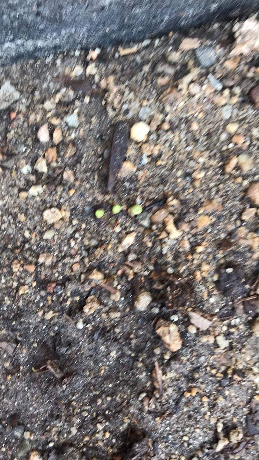 Casa Vargas | restaurant | Eucalipto 48, Zona Centro, 22710 Rosarito, B.C., Mexico | 016611071602 OR +52 661 107 1602