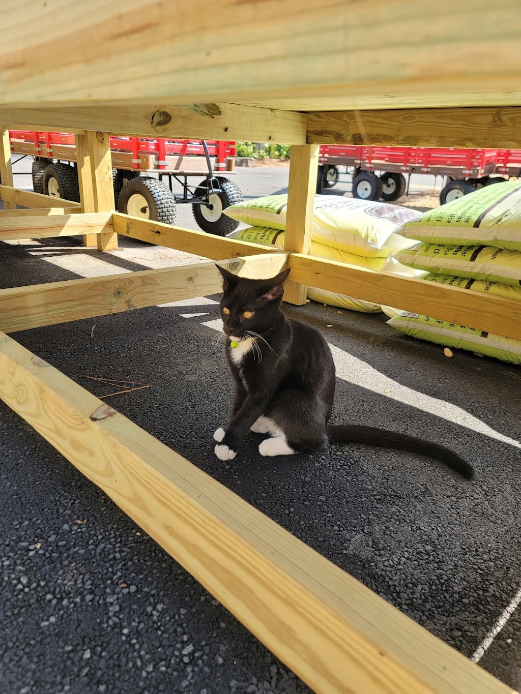 Botanic | restaurant | 1702 Frederick Rd, Opelika, AL 36801, USA | 3347489082 OR +1 334-748-9082