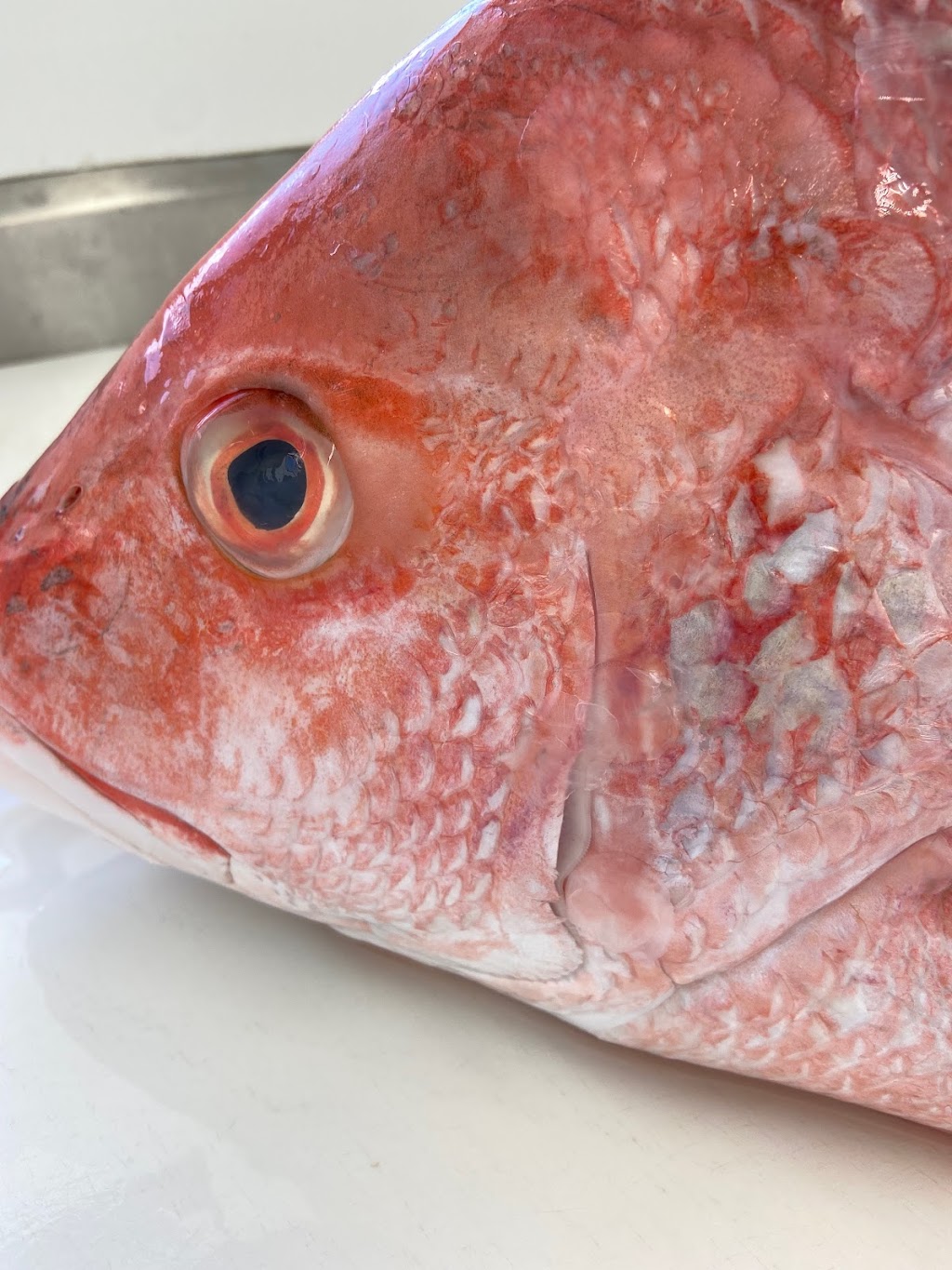 Fresh & Wild Fish, Inc. | restaurant | 838 W Hallandale Beach Blvd, Hallandale Beach, FL 33009, USA | 3058013170 OR +1 305-801-3170