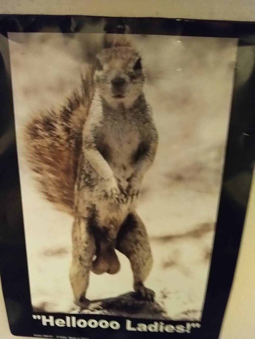 Squirrel Cage | restaurant | 2402 N Dousman St, Milwaukee, WI 53212, USA | 4142644070 OR +1 414-264-4070