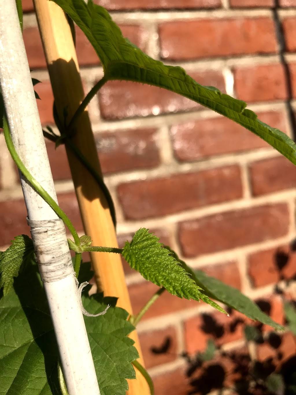 Casa Vargas | restaurant | Eucalipto 48, Zona Centro, 22710 Rosarito, B.C., Mexico | 016611071602 OR +52 661 107 1602