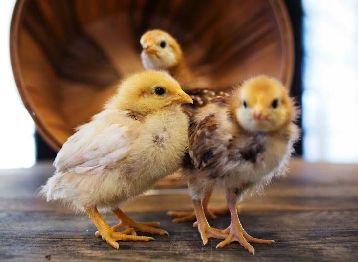 Pollinate Farm & Garden | restaurant | 2727 Fruitvale Ave, Oakland, CA 94601, USA | 5106863493 OR +1 510-686-3493