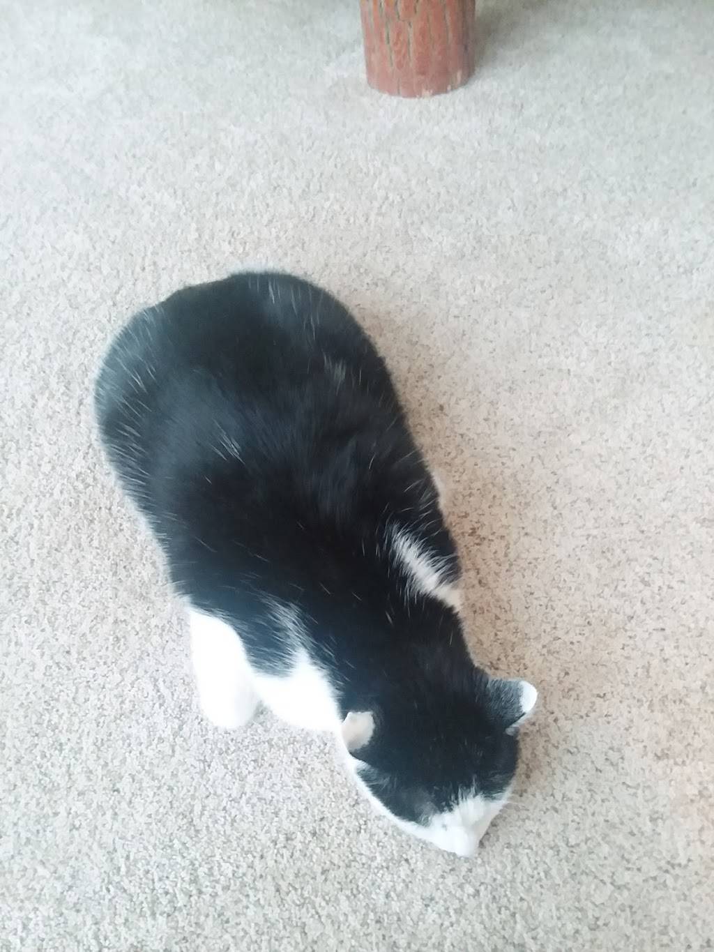 Pascarellas Restaurant | restaurant | 12 Washington St, Cattaraugus, NY 14719, USA | 7162573394 OR +1 716-257-3394