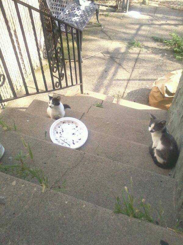 Lin Garden | restaurant | 4626 Rising Sun Ave, Philadelphia, PA 19140, USA | 2154558820 OR +1 215-455-8820