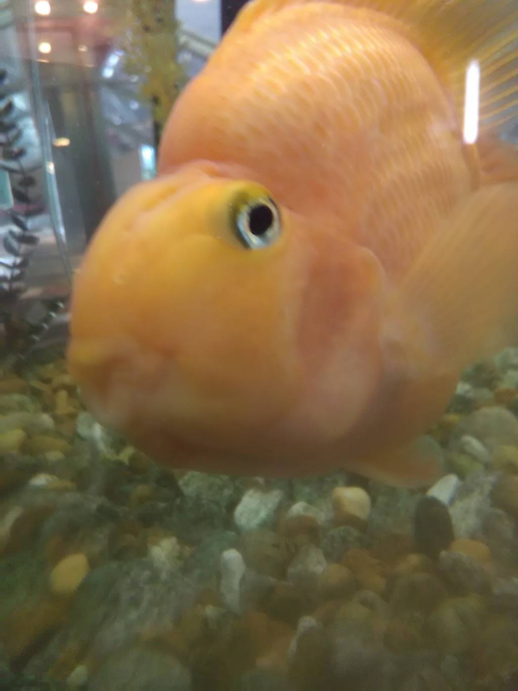 New China | meal takeaway | 314 Havendale Blvd, Auburndale, FL 33823, USA | 8639652717 OR +1 863-965-2717