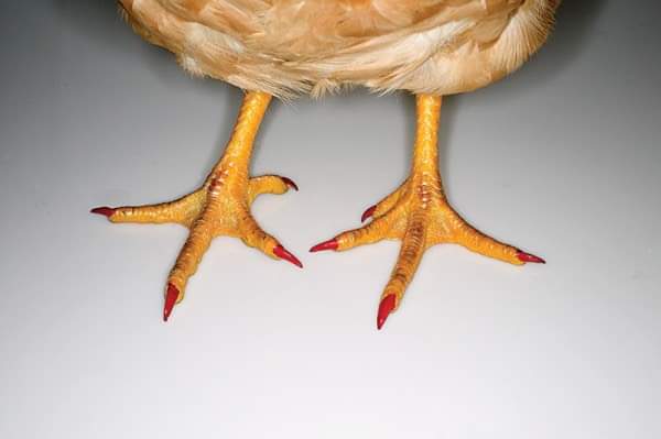 Knoll Gas and Fried Chicken Feet | restaurant | 110 Decatur Pines Dr, Decatur, MI 49045, USA | 2697824242 OR +1 269-782-4242